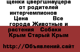 щенки цвергшнауцера от родителей интерчемпионов,   › Цена ­ 35 000 - Все города Животные и растения » Собаки   . Крым,Старый Крым